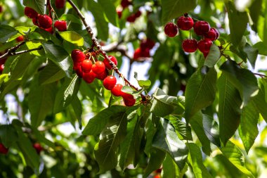 Olgun kırmızı kirazların bahçedeki bir dala yakın görüntüsü. İsrail
