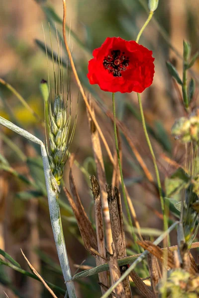 Червоні Квіти Маку Серед Вух Пшениці Крупним Планом — стокове фото