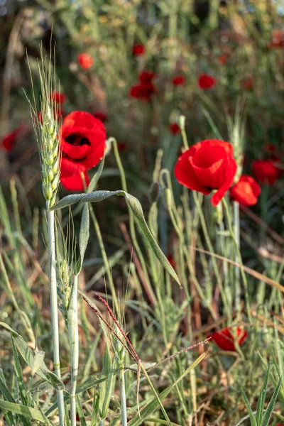 Červený Kvetoucí Mák Květiny Mezi Ušima Pšenice Detailní — Stock fotografie