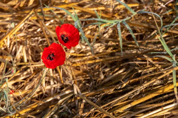 Červený Kvetoucí Mák Květiny Mezi Ušima Pšenice Detailní — Stock fotografie