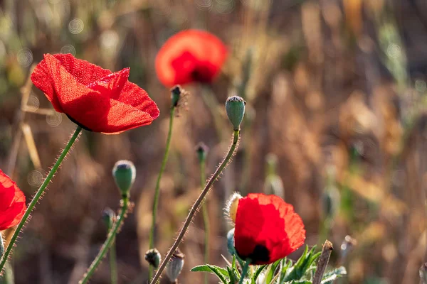 Podán Červený Mák Květina Kapkami Rosy Zblízka — Stock fotografie