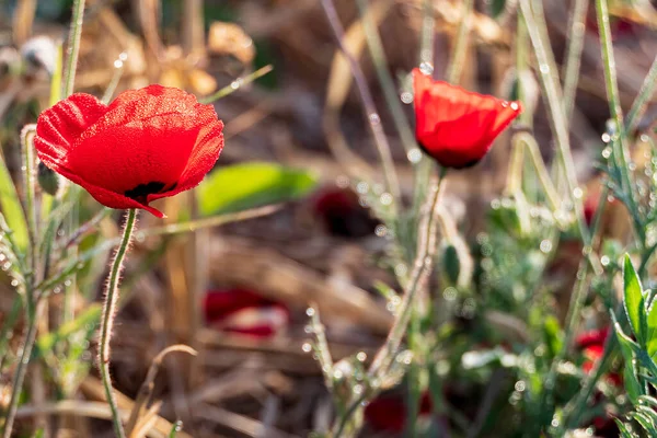 Podán Červený Mák Květina Kapkami Rosy Zblízka — Stock fotografie