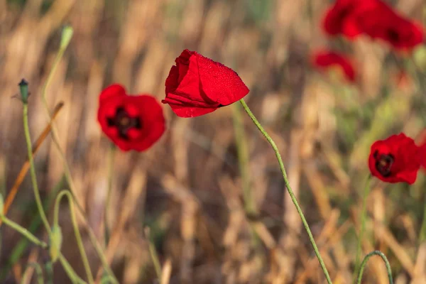 Podán Červený Mák Květina Kapkami Rosy Zblízka — Stock fotografie