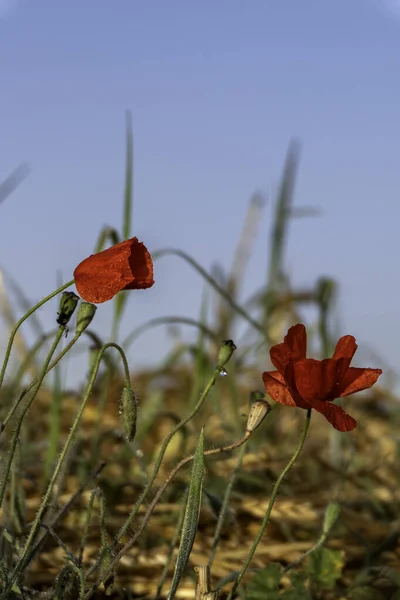 Podán Červený Mák Květina Kapkami Rosy Zblízka — Stock fotografie