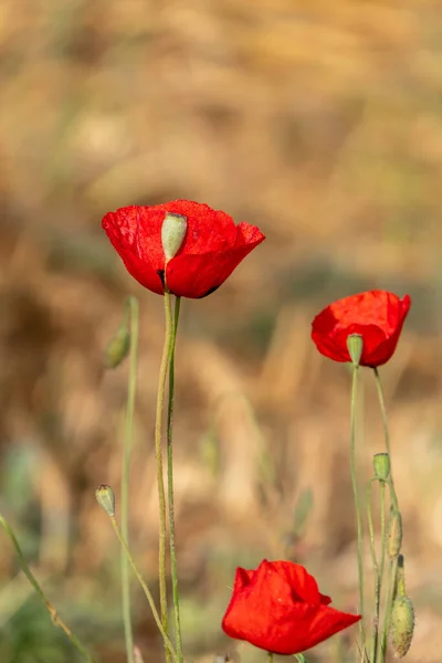 Ingediend Van Rode Papaver Bloem Met Dauw Druppels Close — Stockfoto