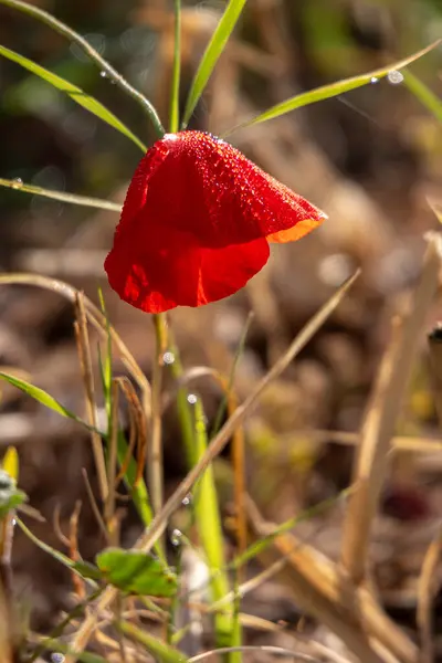 Покрашенный Красного Цветка Мака Каплей Росы — стоковое фото
