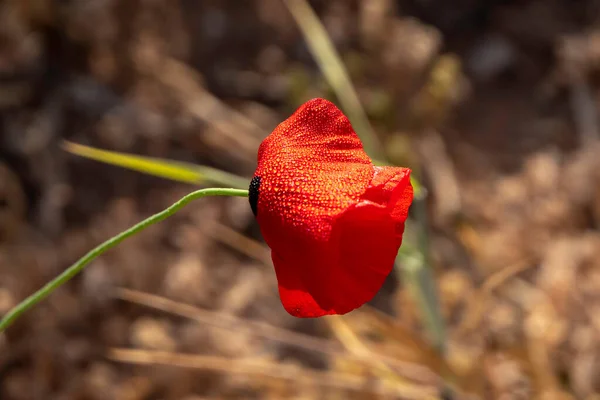 Podán Červený Mák Květina Kapkami Rosy Zblízka — Stock fotografie