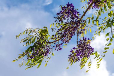 Çiçekli menekşe salkım salkımı Sinensis. Mavi Çin salkımı, Fabaceae familyasından bir bitki türü. İsrail