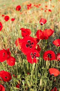 Çayırda parlak kırmızı gelinciklerin düşük açılı görüntüsü. İsrail
