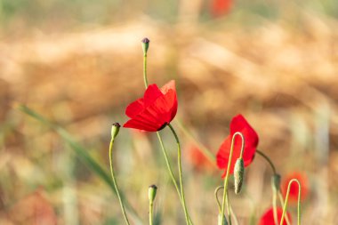 Çayırda parlak kırmızı gelinciklerin düşük açılı görüntüsü. İsrail