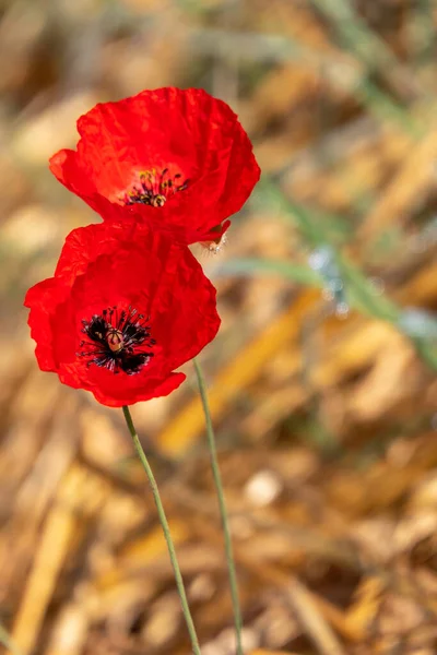 Disparo Ángulo Bajo Amapolas Color Rojo Brillante Primer Plano Prado —  Fotos de Stock