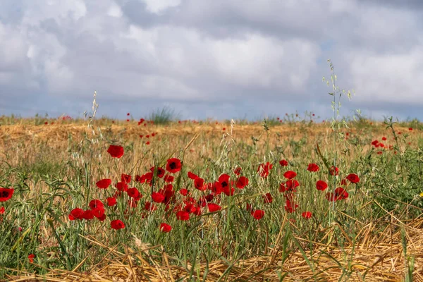 Nízký Úhel Záběru Jasně Červených Makových Máků Louce Izrael — Stock fotografie