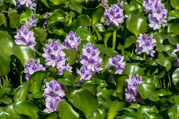 池塘里常见的水仙花 以色列 — 图库照片