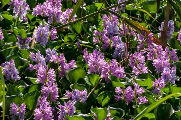 Gewone Waterhyacint Bloemen Vijver Close Israël — Stockfoto