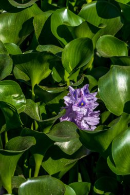 Eichhornia crassipes ya da yaygın su sümbülü çiçek açtı gölette yabani otlarla