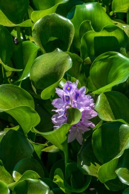 Eichhornia crassipes ya da yaygın su sümbülü çiçek açtı gölette yabani otlarla