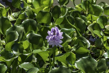 Eichhornia crassipes ya da yaygın su sümbülü çiçek açtı gölette yabani otlarla