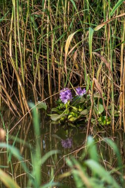Eichhornia crassipes ya da yaygın su sümbülü çiçek açtı gölette yabani otlarla