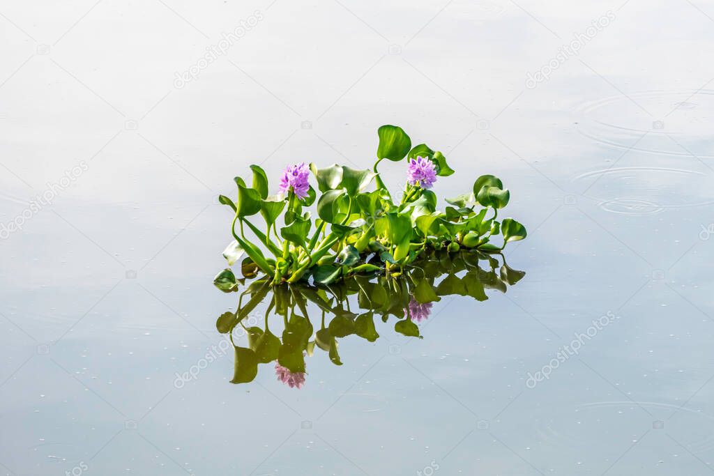 Eichhornia crassipes or common water hyacinth flower blossomed on the pond with wild grasses