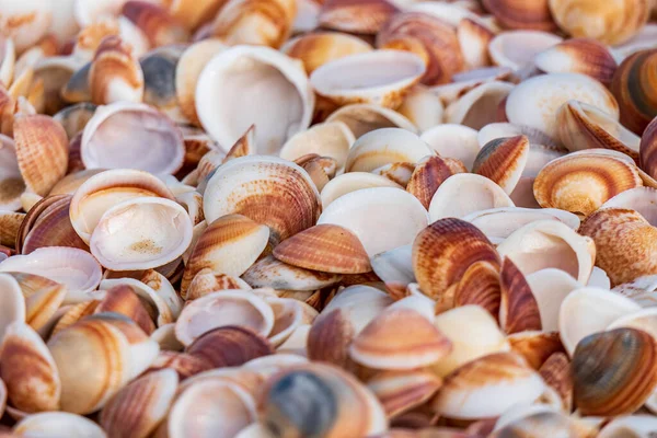 Common Cockle Shells. Seashells on the shore at low tide close-up. Mediterranean Sea