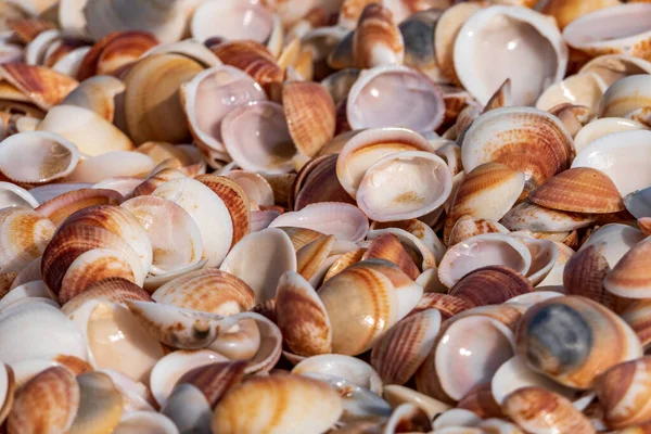 Common Cockle Shells. Seashells on the shore at low tide close-up. Mediterranean Sea