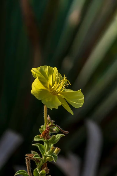 Gelbe Blume Von Oenothera Drummondii Nahaufnahme Auf Verschwommenem Hintergrund — Stockfoto