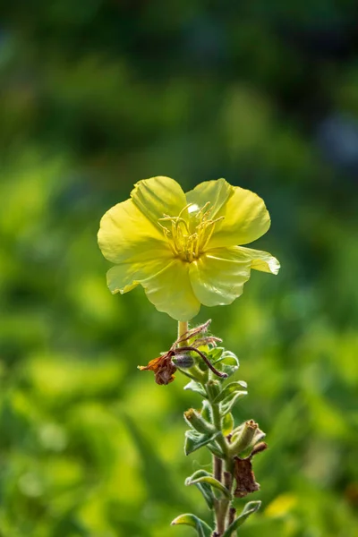 Gelbe Blume Von Oenothera Drummondii Nahaufnahme Auf Verschwommenem Hintergrund — Stockfoto