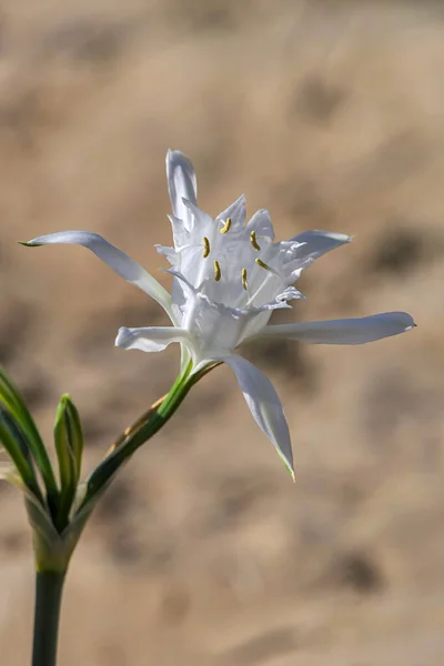 Песочная Лилия Морской Нарцисс Вид Вблизи Pancratium Maritimum Цветущее Дикое — стоковое фото