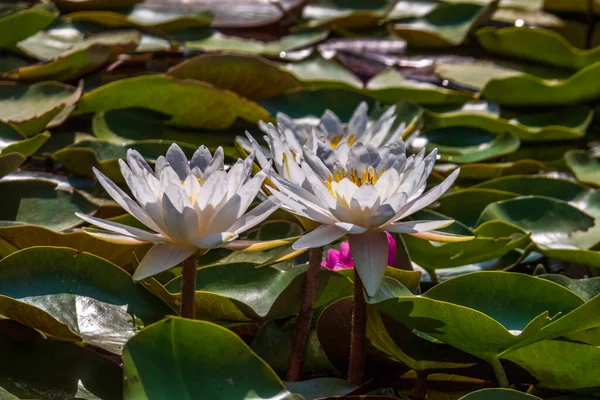 White Lily blooms on the pond. Beautiful water lilies of white color. Flower on the water surface, close-up.