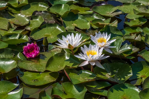 White Lily blooms on the pond. Beautiful water lilies of white color. Flower on the water surface, close-up.