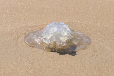 Deniz anaları kıyıdaki kumu kapatıyorlar. Akdeniz plajı. İsrail