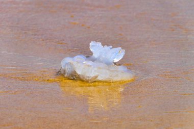 Deniz anaları kıyıdaki kumu kapatıyorlar. Akdeniz plajı. İsrail