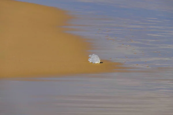 Sea Jellyfish Close Coastal Sand Mediterranean Sea Beach Israel — Stock Photo, Image