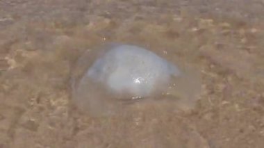 Deniz anaları kıyıdaki kumu kapatıyorlar. Akdeniz plajı. İsrail