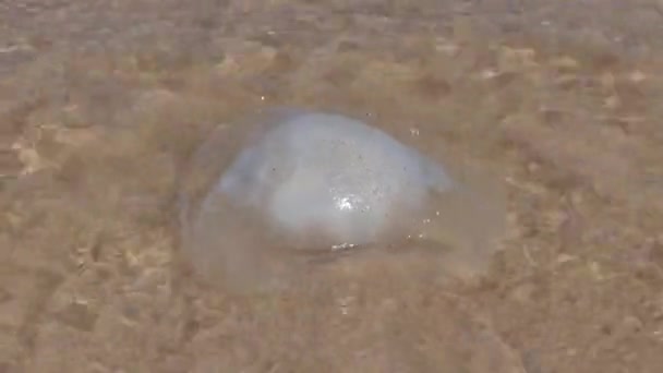 Sea Jellyfish Close Coastal Sand Mediterranean Sea Beach Israel — Vídeo de Stock