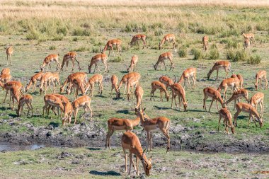 Beautiful view of a group of impala antelopes grazing in the vast Chobe National Park. Zimbabwe