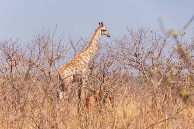 African giraffes among dry bushes and trees. Chobe National Park. Botswana