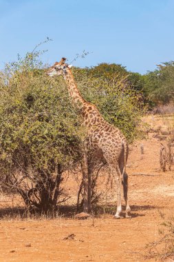 African giraffes among dry bushes and trees. Chobe National Park. Botswana