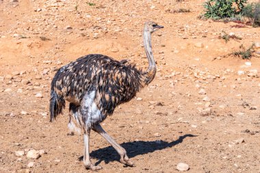 African common ostrich wild bird close up. South Africa