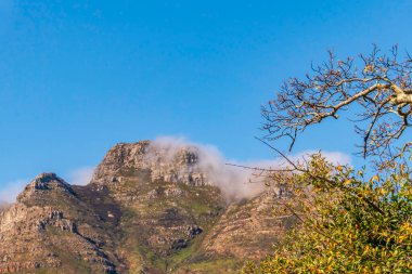 View of the table mountain in Cape Town through the trees. South Africa