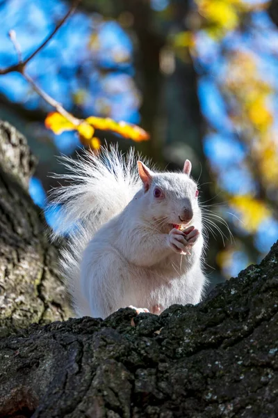 A cute white squirrel close up eating a nut. Selective focus