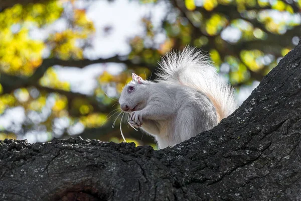 A cute white squirrel close up eating a nut. Selective focus