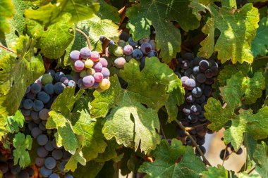 Bunches of ripe black grapes wine grapes close up among green foliage