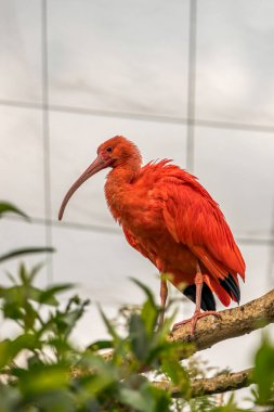 Kızıl Ibis kuşu Eudocimus tropikal balıkçı kuşuna yaklaş. Güney Afrika