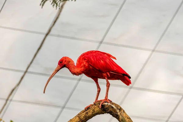 Scarlet Ibis Bird Eudocimus Tropical Wader Bird Close África Sul — Fotografia de Stock