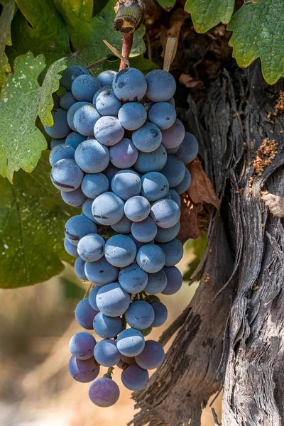 Bunches Ripe Black Wine Grapes Close Green Foliage Harvest Season — Stock Photo, Image