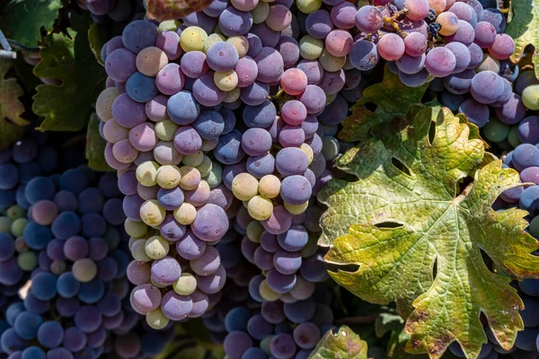 Los Racimos Uvas Maduras Vino Negro Cierran Entre Follaje Verde —  Fotos de Stock