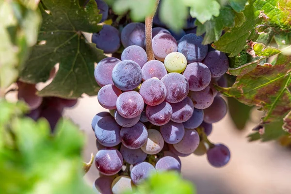 Bunches Ripe Black Wine Grapes Close Green Foliage Harvest Season — Stock Photo, Image