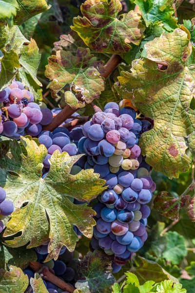 Trauben Von Reifen Schwarzen Weintrauben Schließen Sich Während Der Erntezeit — Stockfoto