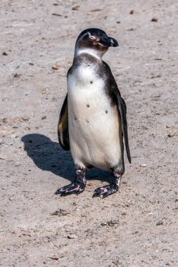 Kumlu sahilde yürüyen Afrika pengueni. Afrika pengueni. Kaya kolonisi. Güney Afrika